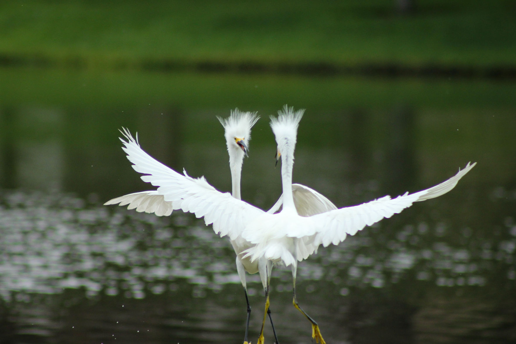 Snowy Egret